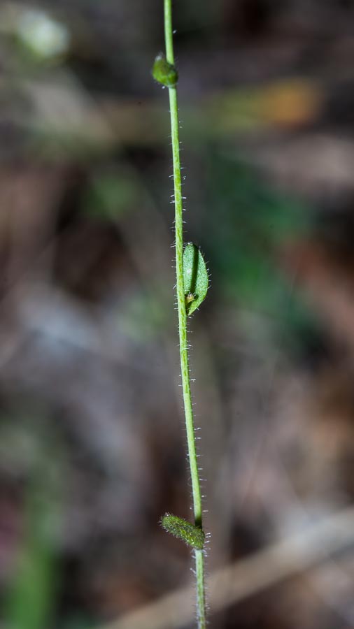 Arabis ciliata ?